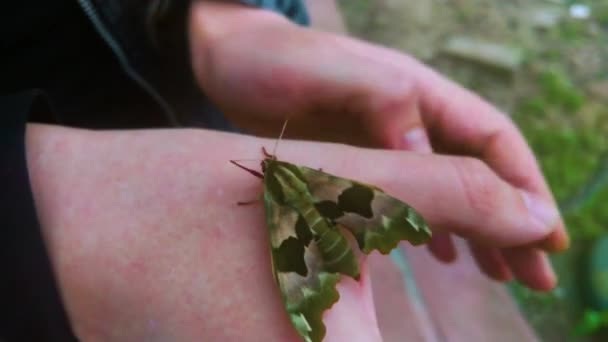 Big Green Butterfly Hand — Vídeo de stock