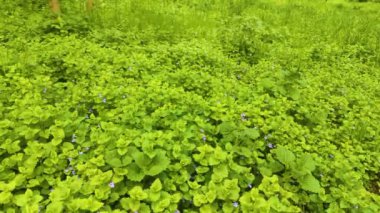 closeup green grass in the forest at sunny day