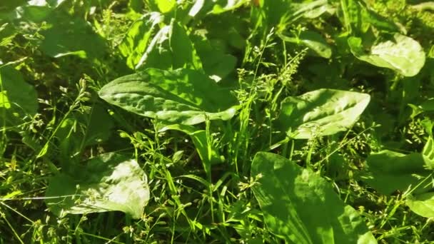 Closeup Green Grass Forest Sunny Day — Stok video