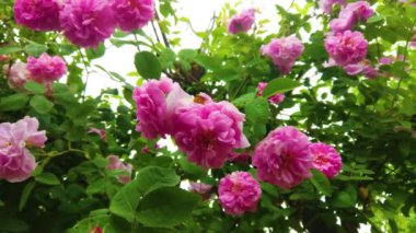 Lovely and romantic blooms of the Tea rose  in the garden