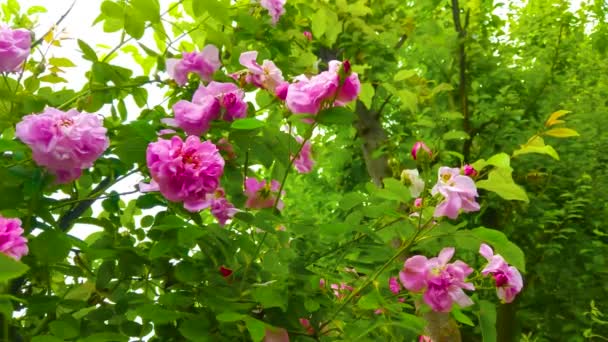 Прекрасные Романтические Цветы Чая Розы Саду — стоковое видео