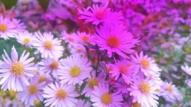 Bahçedeki mor papatyalar. Canlı mor bahçe çiçekleri