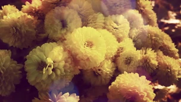 Żółte Chryzantemy Kwiaty Ogrodzie — Wideo stockowe