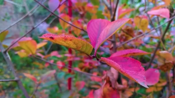 Крупным Планом Красные Осенние Листья Ветке — стоковое видео