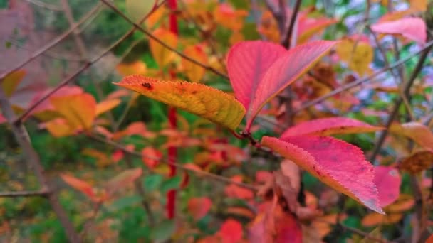 Крупным Планом Красные Осенние Листья Ветке — стоковое видео