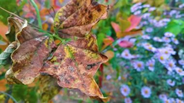 Sonbahar kuru yaprakları, bahçe çalıları