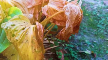 Sonbahar kuru yaprakları, bahçe çalıları