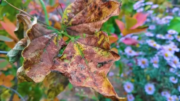 Осенние Сухие Листья Садовый Куст — стоковое видео