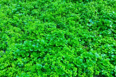 kapalı yeşil çimen arkaplan dokusu