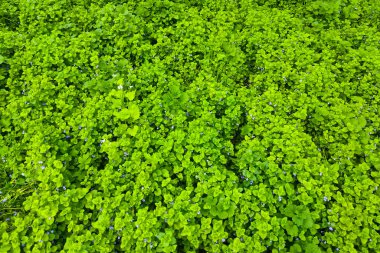 kapalı yeşil çimen arkaplan dokusu