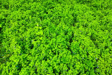 kapalı yeşil çimen arkaplan dokusu