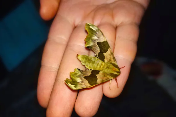 Big Green Butterfly Hand — Fotografia de Stock