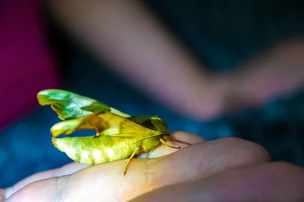 Big Green Butterfly Hand — 图库照片