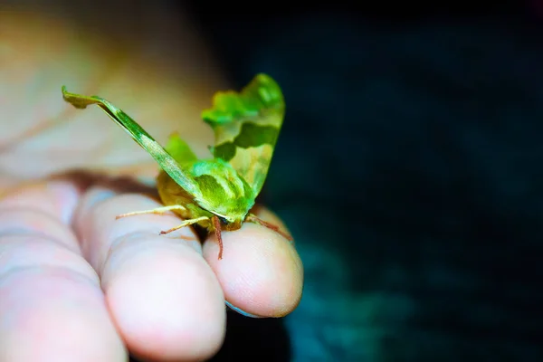 Big Green Butterfly Hand — Fotografia de Stock