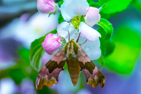 Oleander Falken Oder Gardenia Falkenmotte Auf Der Blume — Stockfoto