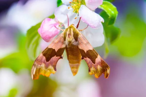 Oleander Falken Oder Gardenia Falkenmotte Auf Der Blume — Stockfoto