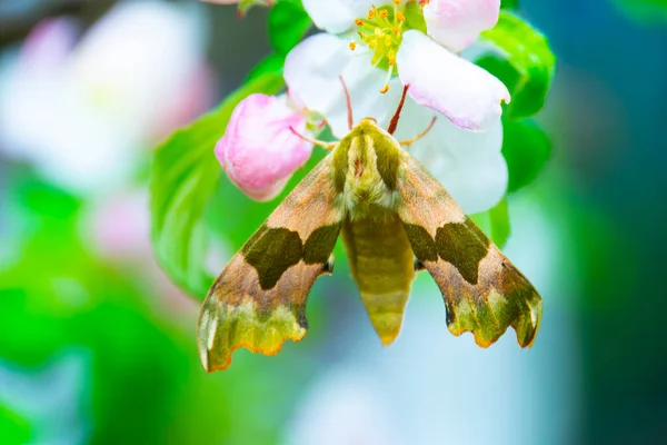 Oleander Hawk Traça Gardenia Hawk Traça Flor — Fotografia de Stock