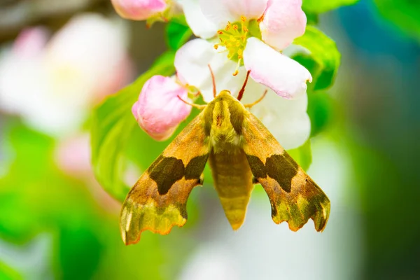 花上的Oleander Hawk蛾或Gardenia Hawk蛾 — 图库照片