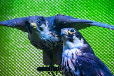 Detailed view of a stuffed bird with beautiful colors