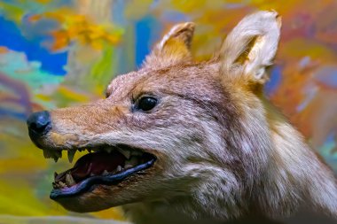 Old stuffed wolf. portrait closeup.