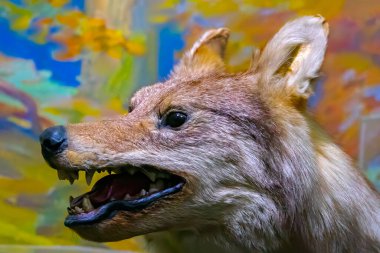 Old stuffed wolf. portrait closeup.