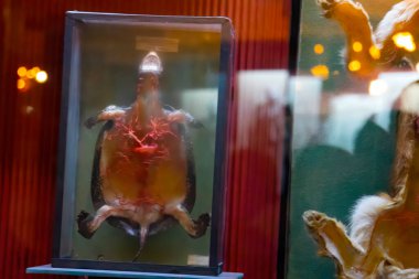 models of dead animals prepared and displayed