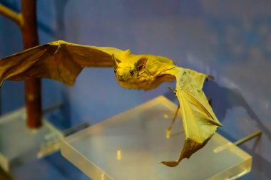 Taxidermy bat mount specimen flying.