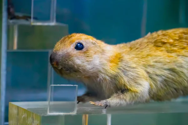 Stuffed Sable Mink Tree Branch — Foto de Stock