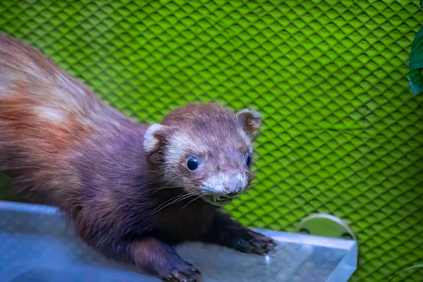 Stuffed Sable Mink Tree Branch — Foto de Stock