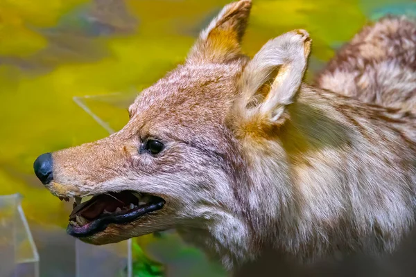 Old Stuffed Wolf Portrait Closeup — Foto de Stock