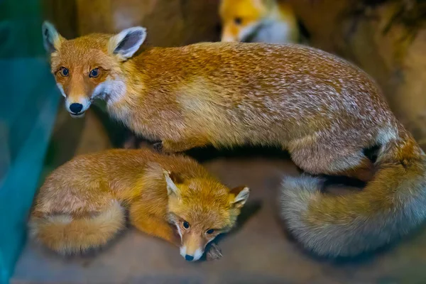 Old Stuffed Red Fox Closeup — Foto de Stock