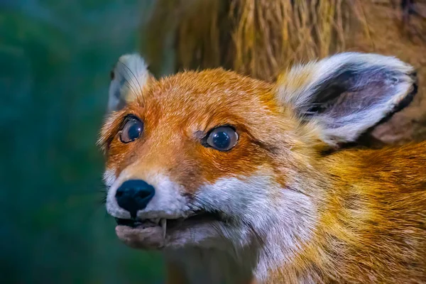 Old Stuffed Red Fox Closeup — Zdjęcie stockowe