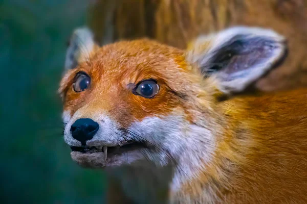 Old Stuffed Red Fox Closeup —  Fotos de Stock