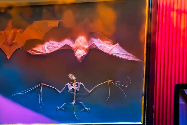 Taxidermy Bat Mount Specimen Flying — Stok fotoğraf