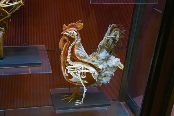 Stuffed Cock Skeleton Closeup — Fotografia de Stock