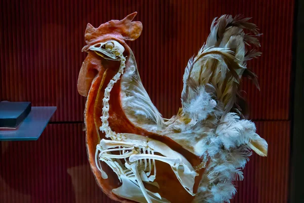 Stuffed Cock Skeleton Closeup — Fotografia de Stock