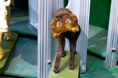 İki başlı bir kuzu, Siyam ikizleri hayvanlar aleminde