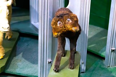 İki başlı bir kuzu, Siyam ikizleri hayvanlar aleminde