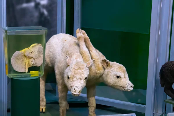 a pig with two heads, Siamese twins in the animal world