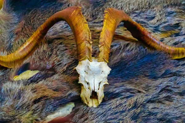 goat skull on the bear fur, closeup