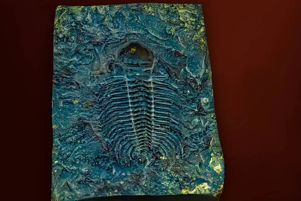 closeup of fossilized scary transitional fossil between dinosaur and modern birds remains in stone with details of the skeleton with skull and bones