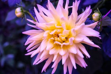 Yeşil arka planlı sarı çiçek Dahlia