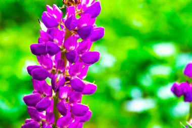 Çiçek açan makro lupin çiçeği. Mor bahar ve yaz çiçekleri