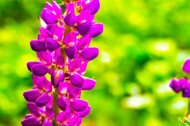 Çiçek açan makro lupin çiçeği. Mor bahar ve yaz çiçekleri