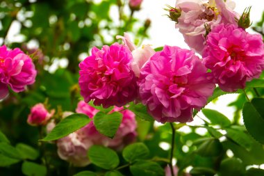Lovely and romantic blooms of the Tea rose  in the garden