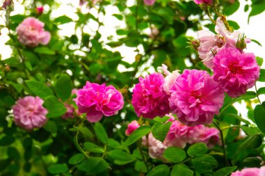 Lovely and romantic blooms of the Tea rose  in the garden