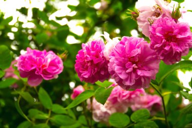Lovely and romantic blooms of the Tea rose  in the garden