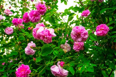 Lovely and romantic blooms of the Tea rose  in the garden
