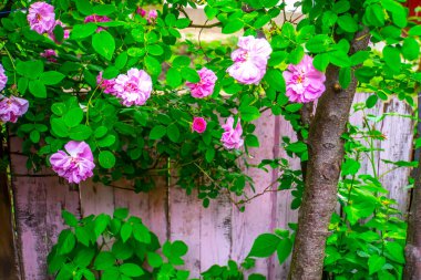 Lovely and romantic blooms of the Tea rose  in the garden