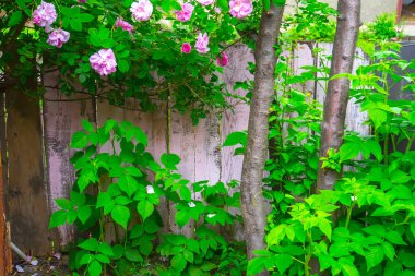Lovely and romantic blooms of the Tea rose  in the garden